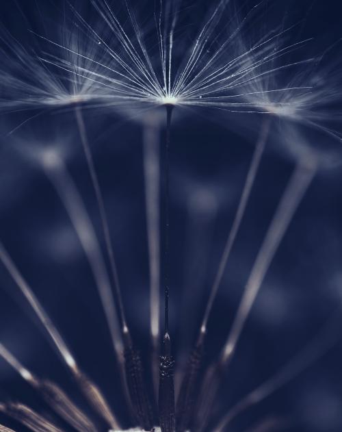 dandelion flower on blue bakground 